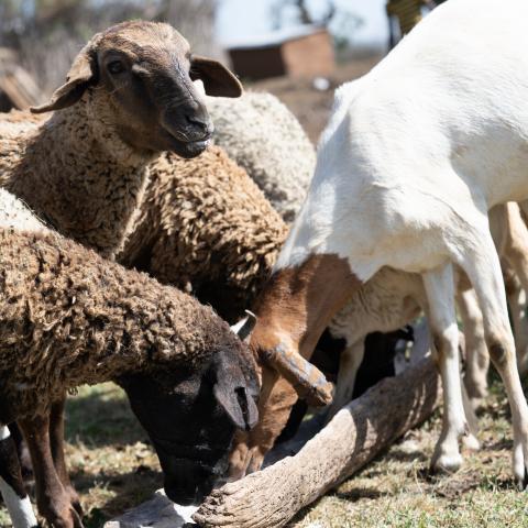 Sheep on ranch
