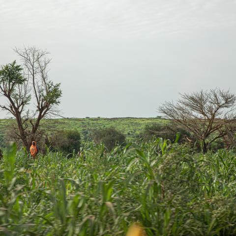 farm in Niger