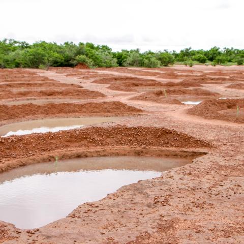 tree planting site