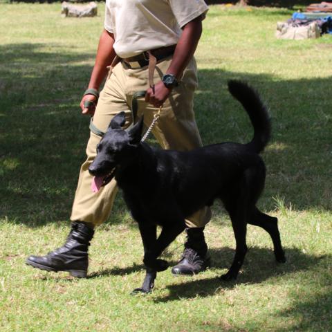 Handler and canine