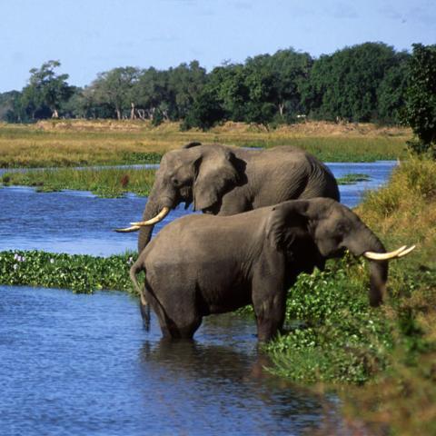 Elephants in Zambezi landscape