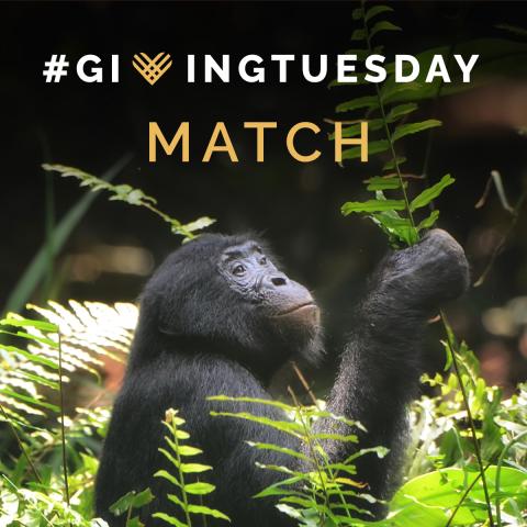 Giving Tuesday Match