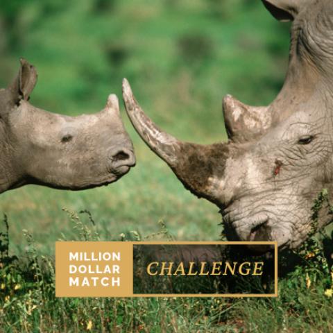 Million Dollar Match Challenge (Rhinos)