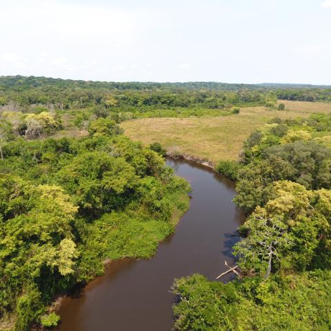 Bili Uele Forest Landscape