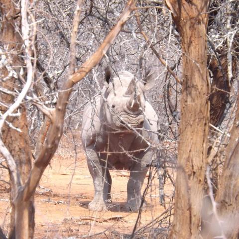 Rhino.