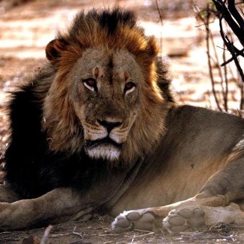 Lion.