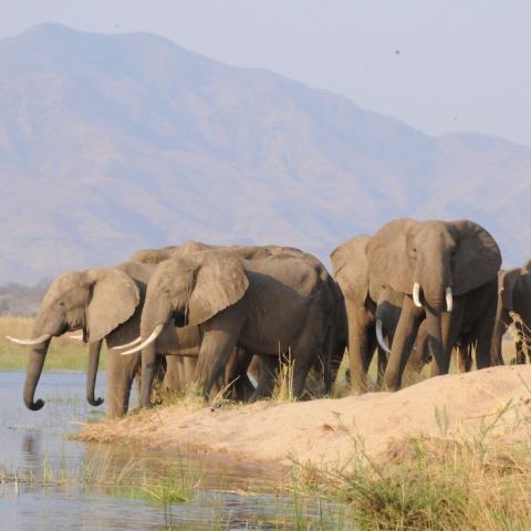 Elephants.