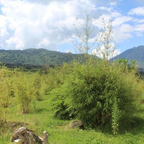 Transplanted bamboo thriving in the Volcanoes National Park landscape.