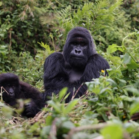 Mountain gorillas in Volcanoes National Park, Rwanda. © Rwanda Development Board.