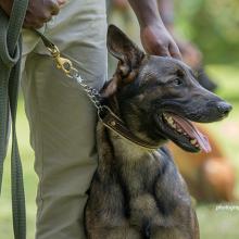 Canines for Conservation