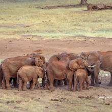 Elephant Illegal Wildlife Trade