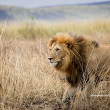 Lion Conservation Olderkesi Community Wildlife Consverancy