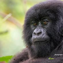 Close-up photo of an adult mountain gorilla in Rwanda