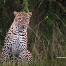 Leopard in Akagera National Park