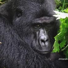 Silverback mountain gorilla Rafiki in Uganda protected area
