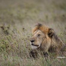 Male African lion sitting in savanna grassland