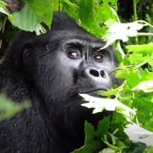 Rafiki silverback mountain gorilla killed in Bwindi