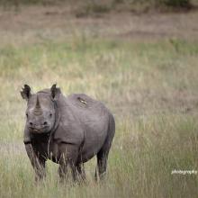 Black rhino in Kenya