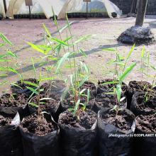 Bamboo wildings for Volcanoes National Park ecological restoration