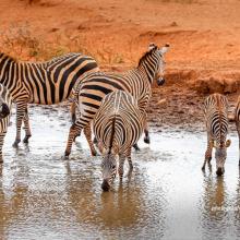 Herd of zerbras at watering hole in Tsavo, Kenya