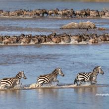 Three zebras and wildebeest herds crossing river in Serengeti