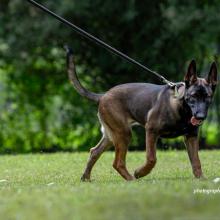 Photo of AWF-trained sniffer dog at Canines for Conservation facility in Usa River