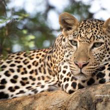 Close-up photo of African leopard resting on a tree