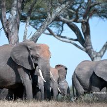 Photo of herd of elephants in Tanzania