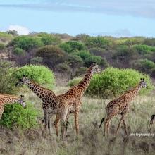 Photo of six giraffes in Tsavo shrubland