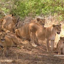 Photo of a pride of lions resting near a tree
