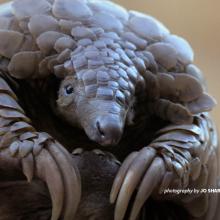 Close up of a pangolin in the wild