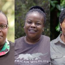 Portraits of AWF staff Sylvia Wasige, Didi Wamukoya and Olivia Mufute