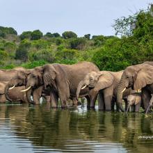 Photo of an elephant herd in Uganda