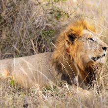 Photo of adult lion with satellite collar in LUMO Conservancy