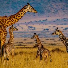 Photo of adult giraffe and baby giraffes in African savanna