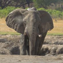 Photo of elephant in watering hole in Zimbabwe