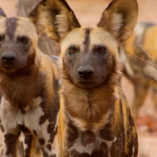 African Wild Dogs, Painted Dogs