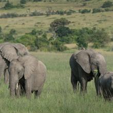 Photo of African savanna elephant herd in Africa