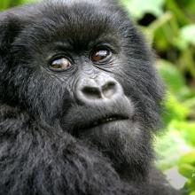 Close-up photo of young mountain gorilla