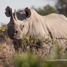 Photo of a black rhino in Kenya
