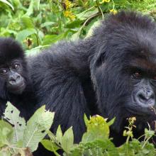 Photo of mountain gorilla adult and mountain gorilla baby