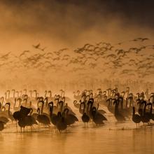 Photo of birds in water at sunset by Federico Veronesi