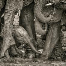 Mkapa Awards KevinDooley Winner Wildlife Portraits Elephants