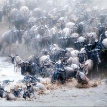 Photo of wildebeest migration at river