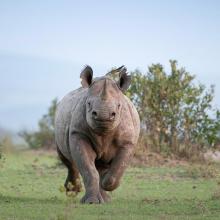 Donate for wildlife conservation this holiday season