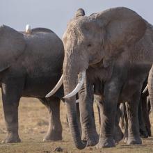 Photo of elephants in Amboseli