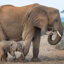 Photo of adult elephant with baby elephant