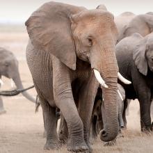 Photo of herd of elephants walking