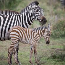 Zebras with calf