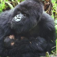 Photo of mountain gorilla and infant